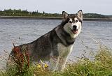 ALASKAN MALAMUTE 697